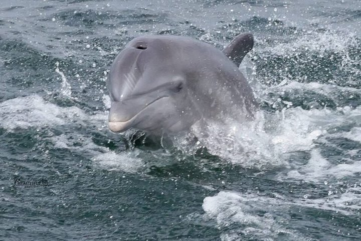 Frisky Dolphin Sightseeing Bay Cruise in Pensacola Beach - Photo 1 of 25